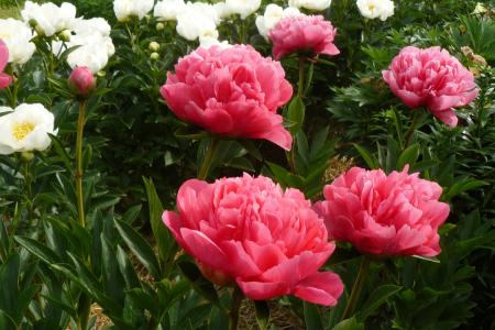 Pfingstrose Lorelei, Paeonia Hybride